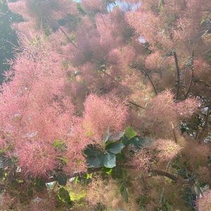 Meet your Posher, Nesrine